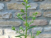 Conyza sumatrensis 17, Hoge fijnstraal, Saxifraga-Ed Stikvoort