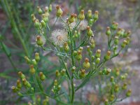 Conyza sumatrensis 18, Hoge fijnstraal, Saxifraga-Ed Stikvoort