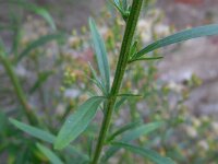 Conyza sumatrensis 19, Hoge fijnstraal, Saxifraga-Ed Stikvoort