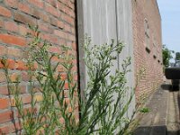 Conyza sumatrensis 2, Hoge fijnstraal, Saxifraga-Rutger Barendse