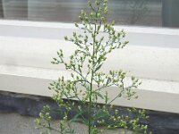 Conyza sumatrensis 20, Hoge fijnstraal, Saxifraga-Ed Stikvoort