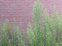 Conyza sumatrensis 3, Hoge fijnstraal, Saxifraga-Peter Meininger