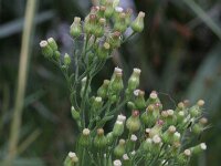 Conyza sumatrensis 4, Hoge fijnstraal, Saxifraga-Rutger Barendse