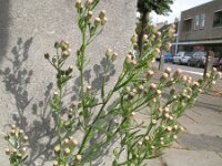 Conyza sumatrensis 5, Hoge fijnstraal, Saxifraga-Rutger Barendse