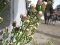 Conyza sumatrensis 6, Hoge fijnstraal, Saxifraga-Rutger Barendse