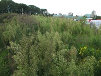 Conyza sumatrensis 7, Hoge fijnstraal, Saxifraga-Rutger Barendse