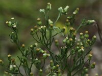 Conyza sumatrensis 8, Hoge fijnstraal, Saxifraga-Peter Meininger