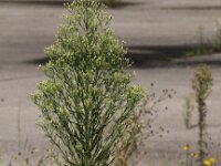 Conyza sumatrensis 9, Hoge fijnstraal, Saxifraga-Peter Meininger