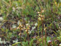 Corallorhiza trifida 10, Koraalwortel, Saxifraga-Hans Dekker