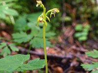 Corallorhiza trifida 11, Koraalwortel, Saxifraga-Hans Dekker