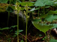 Corallorhiza trifida 12, Koraalwortel, Saxifraga-Ed Stikvoort