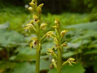 Corallorhiza trifida 13, Koraalwortel, Saxifraga-Ed Stikvoort