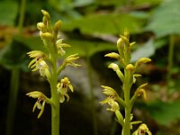 Corallorhiza trifida 14, Koraalwortel, Saxifraga-Ed Stikvoort