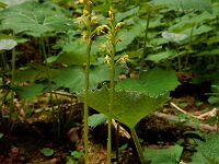 Corallorhiza trifida 15, Koraalwortel, Saxifraga-Ed Stikvoort