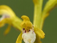 Corallorhiza trifida 16, Koraalwortel, Saxifraga-Hans Dekker