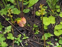 Corallorhiza trifida 17, Koraalwortel, Saxifraga-Hans Dekker