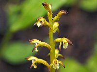Corallorhiza trifida 18, Koraalwortel, Saxifraga-Hans Dekker