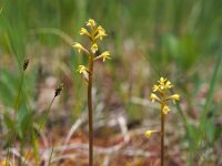 Corallorhiza trifida 19, Koraalwortel, Saxifraga-Hans Dekker