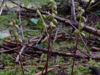 Corallorhiza trifida 27, Koraalwortel, Saxifraga-Ed Stikvoort
