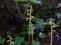 Corallorhiza trifida 30, Koraalwortel, Saxifraga-Ed Stikvoort