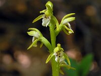 Corallorhiza trifida 7, Koraalwortel, Saxifraga-Hans Dekker