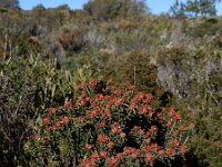 Corema album 10, Saxifraga-Ed Stikvoort