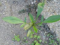 Coreopsis lanceolata 2, Saxifraga-Rutger Barendse