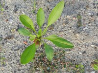 Coreopsis lanceolata 3, Saxifraga-Rutger Barendse