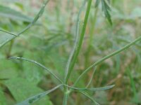 Coreopsis tinctoria 2, Meisjesogen, Saxifraga-Rutger Barendse