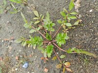Coreopsis tinctoria 3, Meisjesogen, Saxifraga-Rutger Barendse