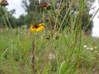 Coreopsis tinctoria 4, Meisjesogen, Saxifraga-Rutger Barendse
