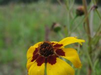 Coreopsis tinctoria 5, Meisjesogen, Saxifraga-Rutger Barendse