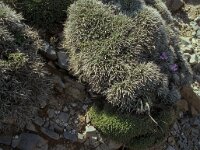 Coridothymus capitatus 2, Saxifraga-Piet Zomerdijk