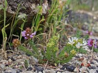 Coris monspeliensis 2, Saxifraga-Jeroen Willemsen