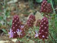 Coris monspeliensis 3, Saxifraga-Jeroen Willemsen