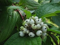 Cornus alba 2, Witte kornoelje, Saxifraga-Rutger Barendse