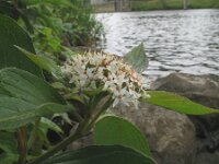 Cornus alba 3, Witte kornoelje, Saxifraga-Rutger Barendse