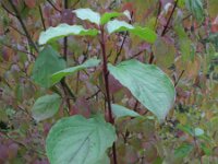 Cornus australis 3, Saxifraga-Rutger Barendse