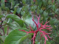 Cornus australis 5, Saxifraga-Rutger Barendse