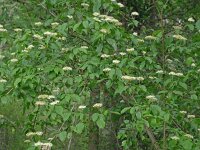 Cornus sanguinea 33, Rode kornoelje, Saxifraga-Hans Grotenhuis