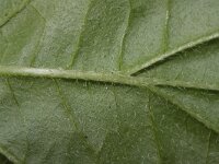 Cornus sanguinea ssp australis 30, Saxifraga-Rutger Barendse