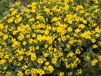 Coronilla repanda ssp dura 4, Saxifraga-Jan van der Straaten