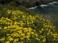 Coronilla repanda ssp dura 5, Saxifraga-Jan van der Straaten