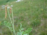 Coronilla vaginalis 2, Saxifraga-Jasenka Topic