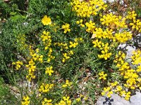 Coronilla vaginalis 3, Saxifraga-Jasenka Topic