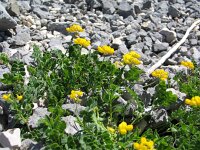 Coronilla vaginalis 4, Saxifraga-Jasenka Topic