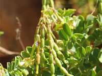 Coronilla valentina 3, Saxifraga-Jasenka Topic