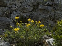 Coronilla valentina 6, Saxifraga-Jan van der Straaten