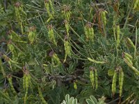Coronilla valentina 7, Saxifraga-Willem van Kruijsbergen