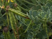 Coronilla valentina 8, Saxifraga-Willem van Kruijsbergen